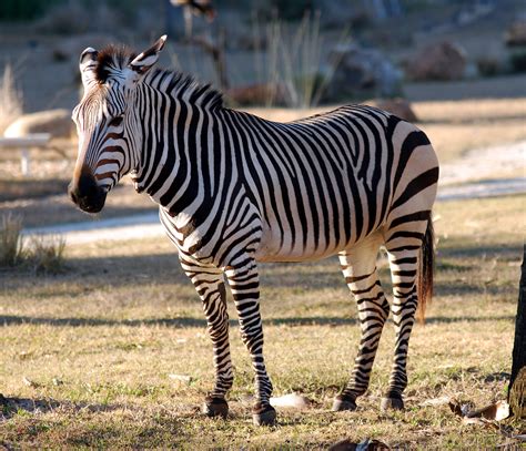 La zebra. Things To Know About La zebra. 